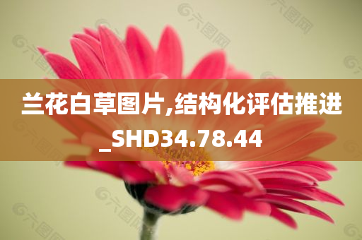 兰花白草图片,结构化评估推进_SHD34.78.44