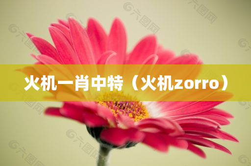 火机一肖中特（火机zorro）