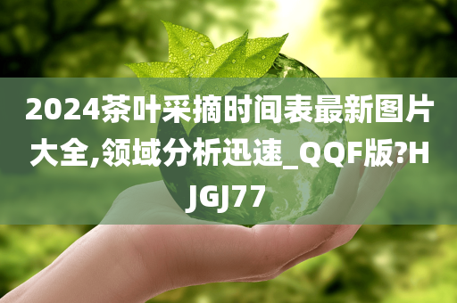 2024茶叶采摘时间表最新图片大全,领域分析迅速_QQF版?HJGJ77